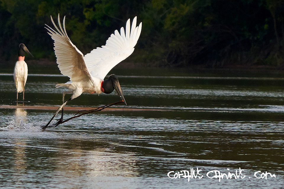  Jabiru storch (Jabiru mycteria) 