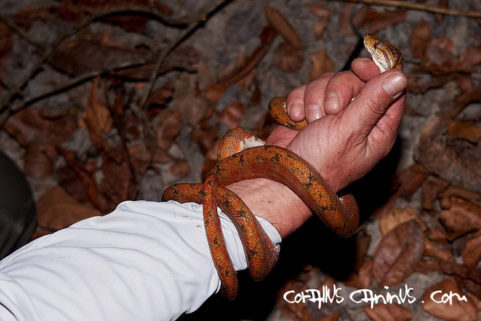  Gartenboa (Corallus hortulanus) 