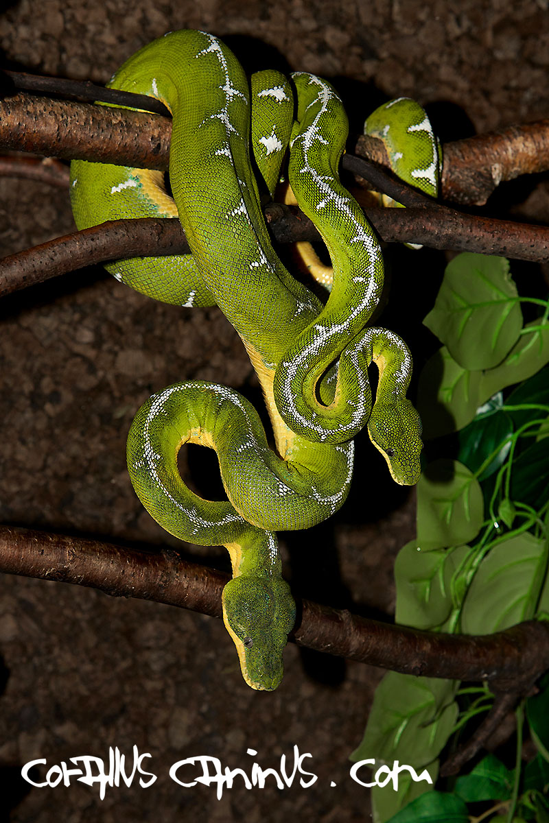  A pair of Corallus batesii 