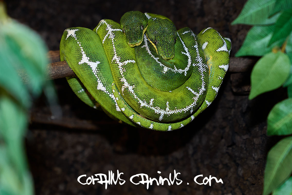  Corallus batesii in Love 