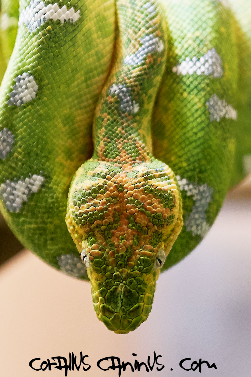  Color change, 8 months old male Corallus caninus 