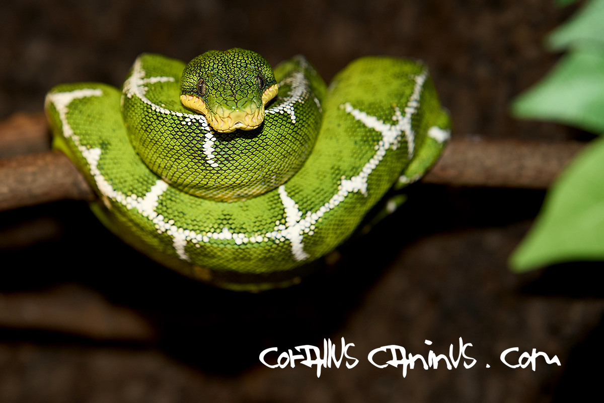  Portrait of a Corallus batesii male 