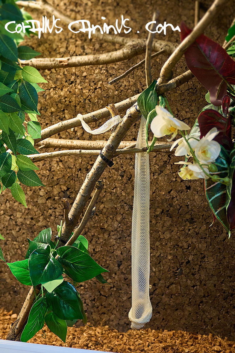  Perfect Shed of Corallus caninus 