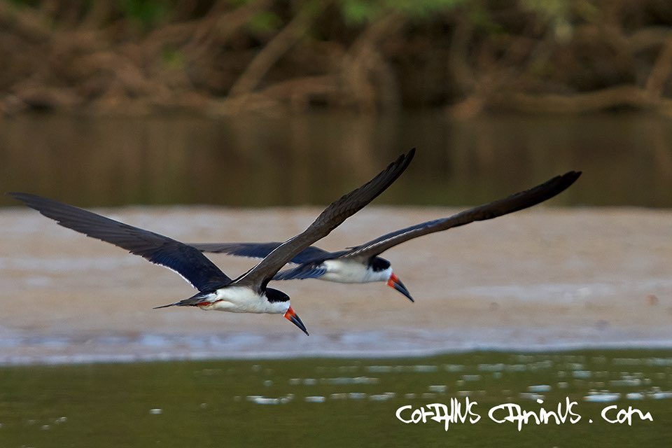  Schwarz-Skimmer im Flug (Rynchops niger) 