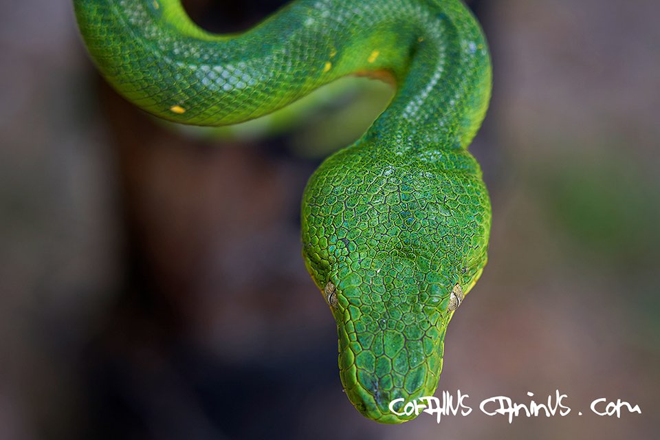  Portrait Corallus caninus 