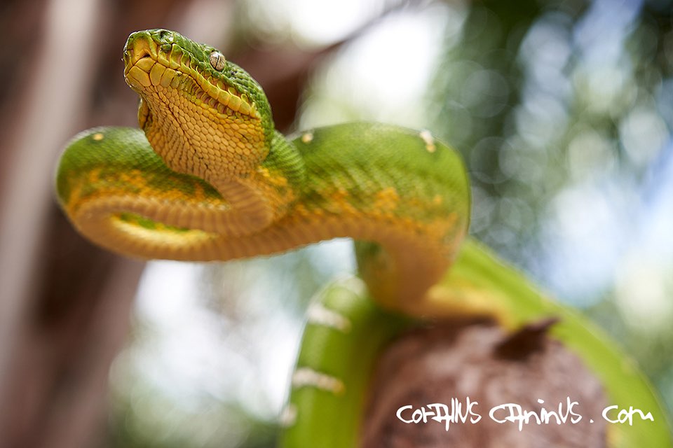  Portait Corallus caninus 