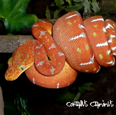 4 months old corallus caninus.JPG