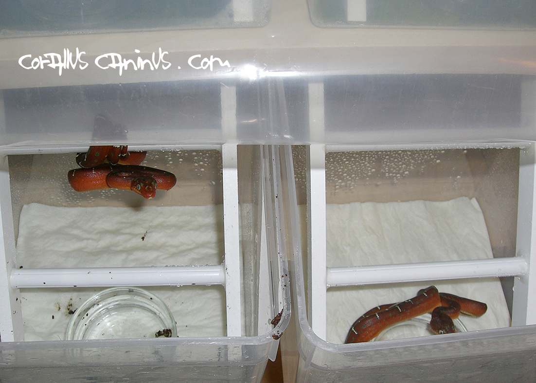 baby corallus caninus
