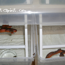 baby corallus caninus.jpg