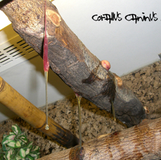 birth of corallus caninus.JPG