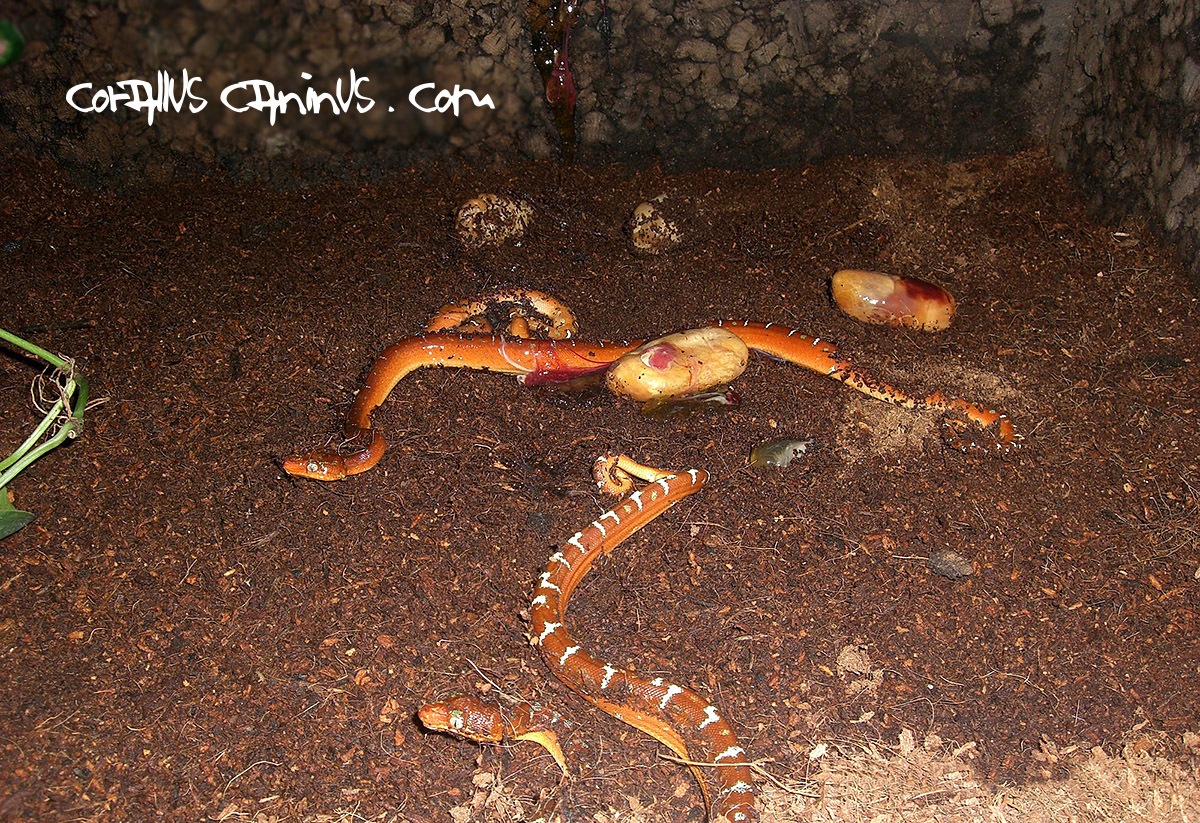 birth of corallus caninus