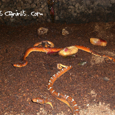 nirth of corallus caninus.jpg