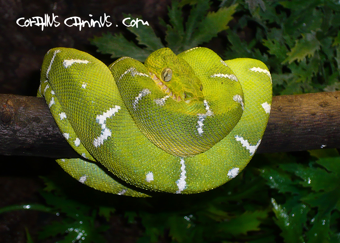 one years old corallus caninus