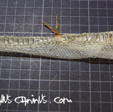 April_Heinrich_Hemipenis_Häutung_RIE02694_Web.jpg