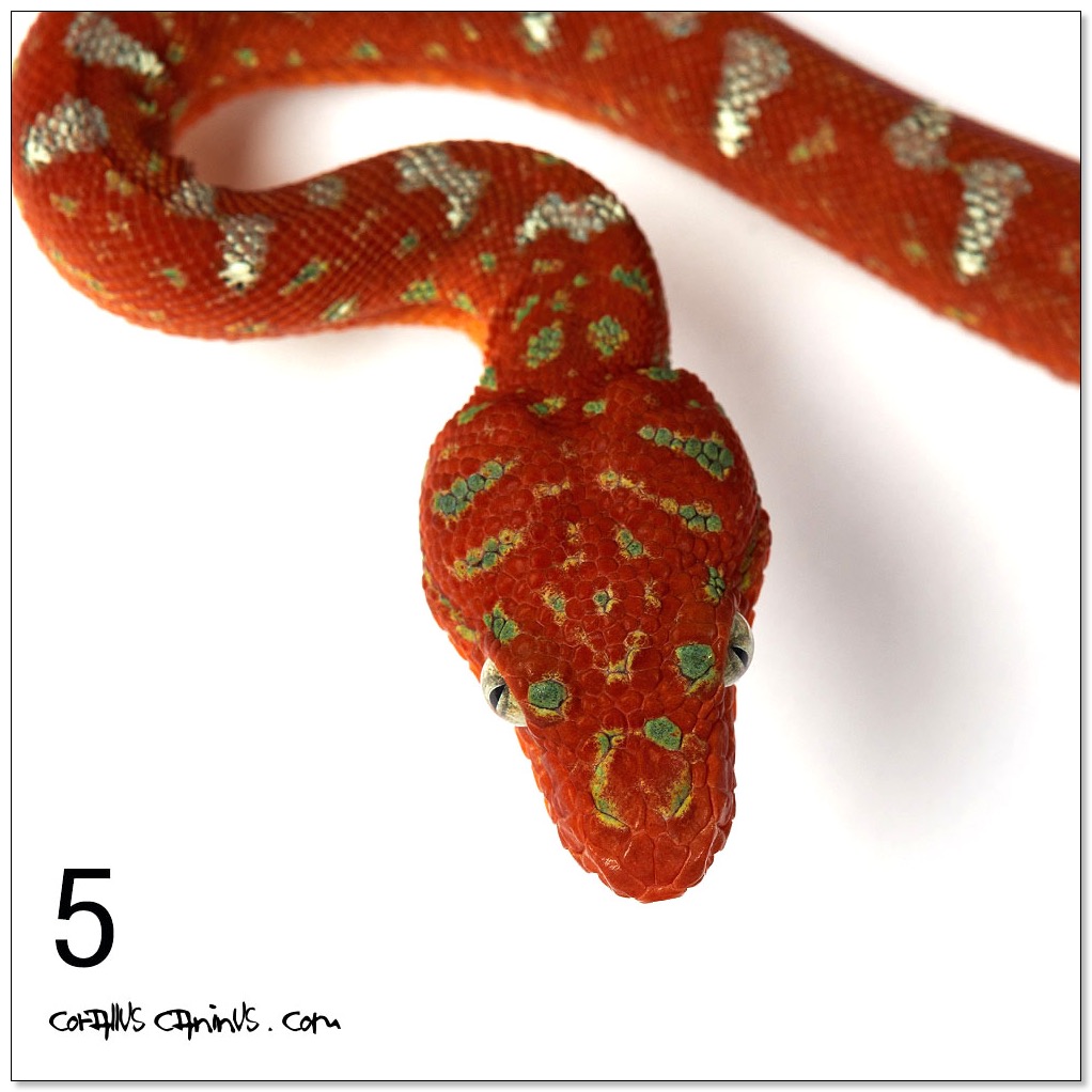 Oktober_19_Jungtiere Portraits_RIE_8343