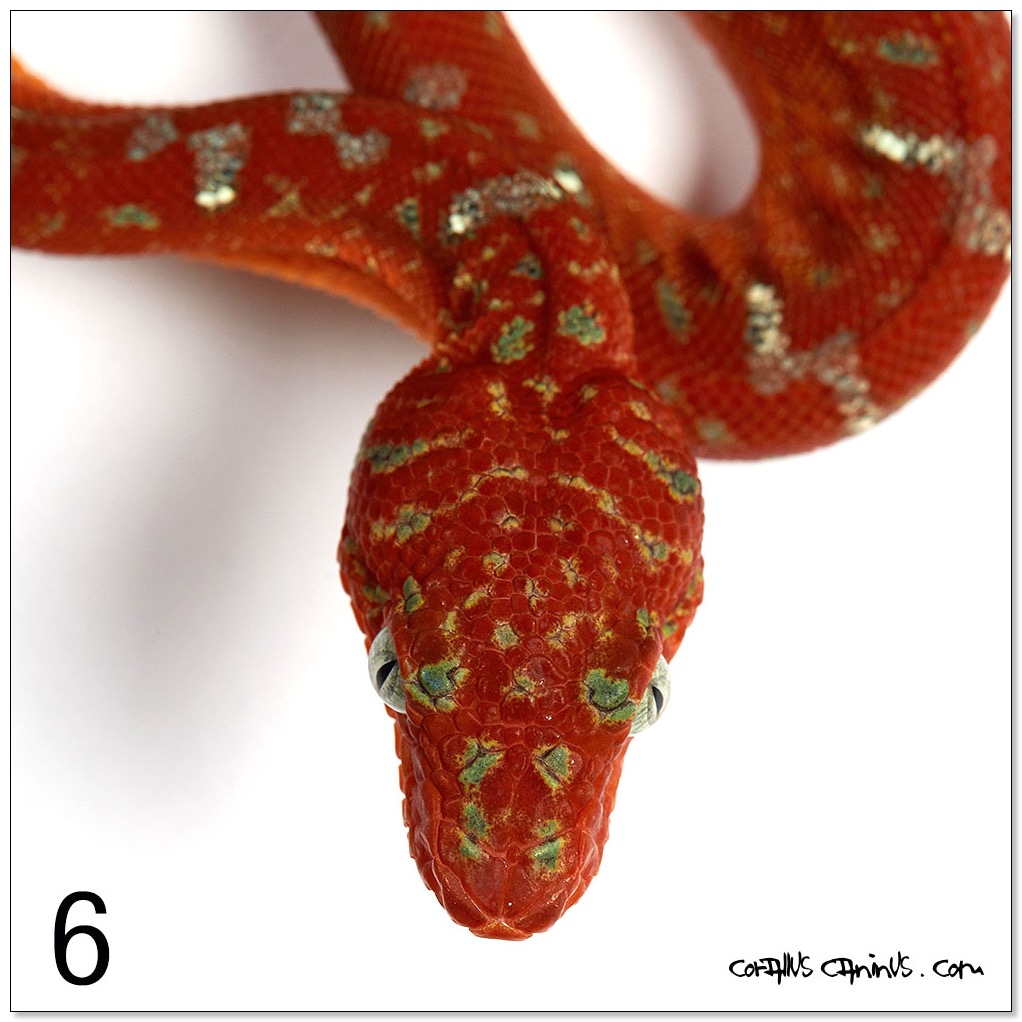 Oktober_19_Jungtiere Portraits_RIE_8345
