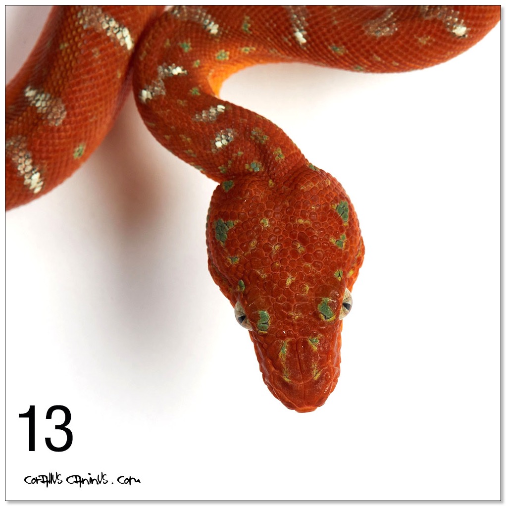 Oktober_19_Jungtiere Portraits_RIE_8392