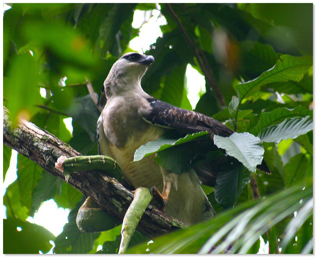 Morphnus_guianensis_eating_green_snake_-Bolivia-8